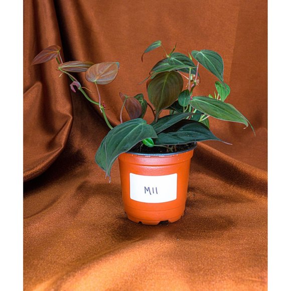 Philodendron Micans 4" US Seller Potted RARE Philo - Picture 2 of 2